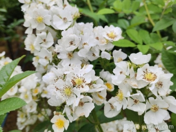 網(wǎng)購回來的月季不開花是怎么問題？