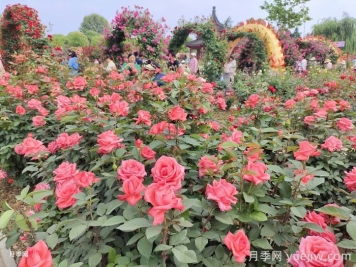 如何打造一個月季花園？品種選擇、花園規(guī)劃、工具準(zhǔn)備