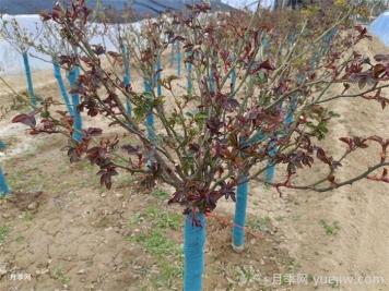 月季發(fā)芽了，葉片一碰就掉是什么問題？
