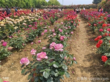 園林景觀工程包含哪些具體施工項目和施工標準？