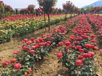 園林景觀設(shè)計中的花木配置和原則