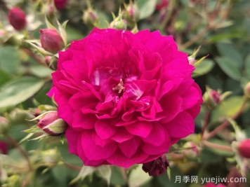 甜蜜馬車(chē)微型月季難種嗎？甜蜜馬車(chē)該如何養(yǎng)？