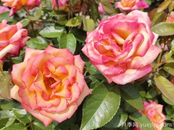 觀花樹種在園林綠化中長(zhǎng)盛不衰，有哪些花木？
