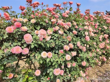 有了院子，一定要種棵爬藤月季
