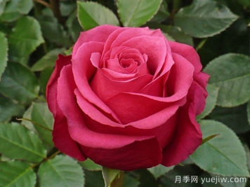 櫻桃奧月季/櫻桃O/櫻桃巷
