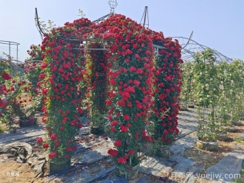 爬藤月季怎么牽引到墻壁上？輕松做月季花墻