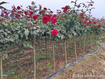 春季如何提高園林工程中新栽植物的成活率？