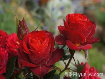 月季推薦，日蝕王陽臺月季