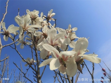 白玉蘭，花界高冷女神