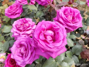 月季有三個坑，養(yǎng)月季花有哪三怕？
