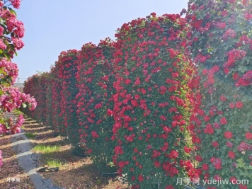 推薦13個藤本植物爬到花墻，開出一片花海