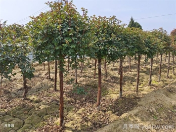 讓月季贏在春天，早春月季精準修剪指南