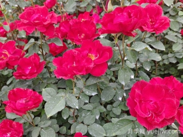 南陽(yáng)紅帽子月季基地批發(fā)