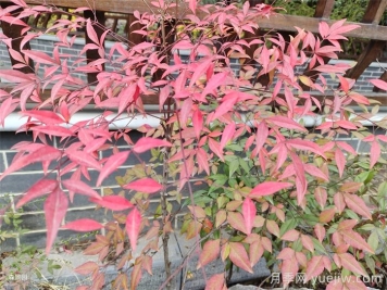 治愈系庭院花園植物，設(shè)計師必知的植物分享！