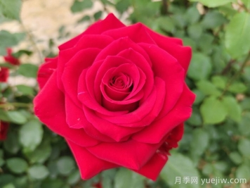常見(jiàn)的鄉(xiāng)土植物有哪些？