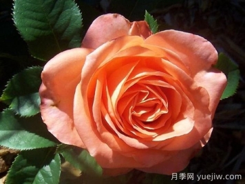 月季推薦，木瓜月季