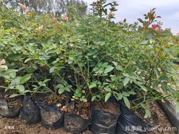 6種花卉春天喜歡肥，必有月季花