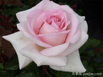 月季推薦，園藝王子月季