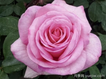 月季推薦，甜蜜訴說(shuō)月季