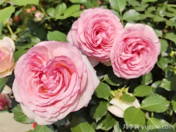 如果只能養(yǎng)一棵月季花，那么就在這5個(gè)品種中選擇