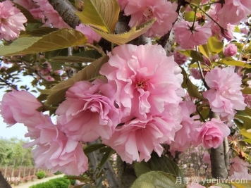 櫻花花期多長時間？國內(nèi)有名的賞櫻花景點(diǎn)