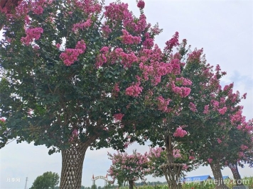 百日紅移栽的上佳時機(jī)，成活率杠杠的
