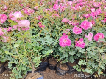 月季移栽后黃葉打焉怎么辦？盆栽月季小苗移栽問題