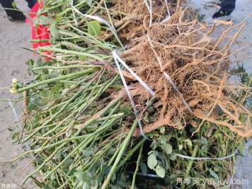 月季花的裸根曬一周還能活嗎？