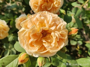 花卉市場(chǎng)月季十元一盆，為何網(wǎng)購(gòu)月季苗要五十一盆？