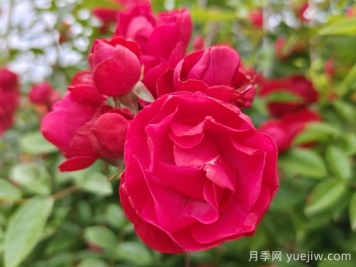 紅木香爬藤月季的優(yōu)缺點(diǎn)是什么？紅木香養(yǎng)護(hù)方法