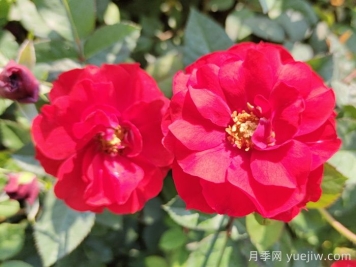 推薦5款豐花月季品種，園林綠化耐熱耐曬