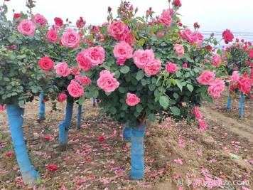 河北河間：月季成網(wǎng)紅，美麗能致富