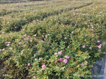 月季花怎么澆水和施肥？