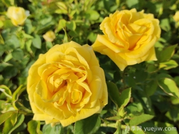 月季花對(duì)女人有什么好處？