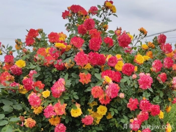 藤彩虹月季是開(kāi)一季還是多季開(kāi)花？