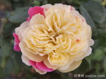 獨(dú)居特色的風(fēng)月月季喲哪些優(yōu)缺點(diǎn)？