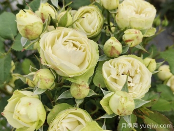 花友養(yǎng)奶油龍沙月季，花量多花色美