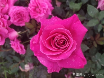 題月季，詩十三首