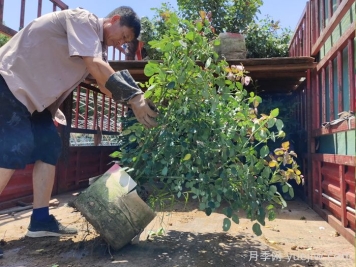 月季出秋筍，教你兩個(gè)月養(yǎng)成大壯枝