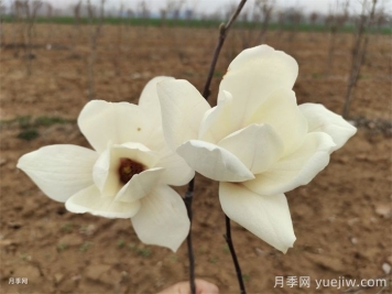 白玉蘭是中國(guó)特有名貴園林花木