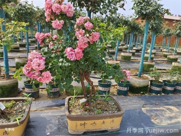 古樁盆景月季，既有顏值，又有價值