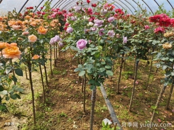 迷你棒棒糖月季樹，庭院一定種上幾棵
