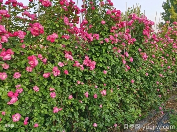 藤本月季不開花什么原因？可能是這6點