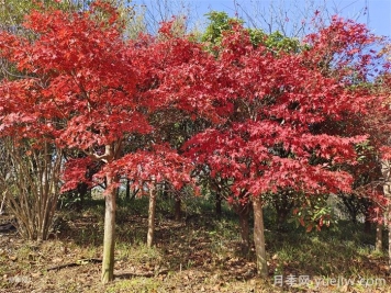 美國紅楓苗木種植時八點(diǎn)修剪建議