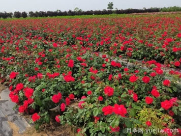 月季打藥也要分時(shí)間？這兩個(gè)時(shí)段打藥最好