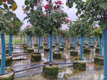 南陽(yáng)樹狀月季種植基地教你走出嫁接兩大誤區(qū)