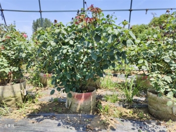 如何提高月季花苗成活率？方法為你列舉