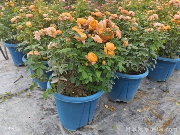 月季花如何修剪？南陽基地抓住這3個時間修剪花開不斷
