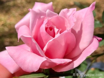 灌木初戀月季的優(yōu)缺點(diǎn)是什么？？