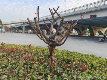 月季冬剪如何處理？修剪有哪些注意事項？